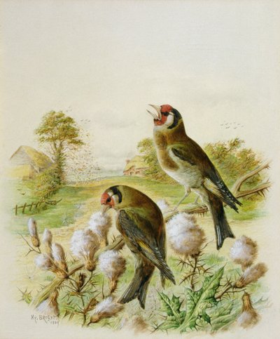 Goldfinches on Thistles by Harry Bright